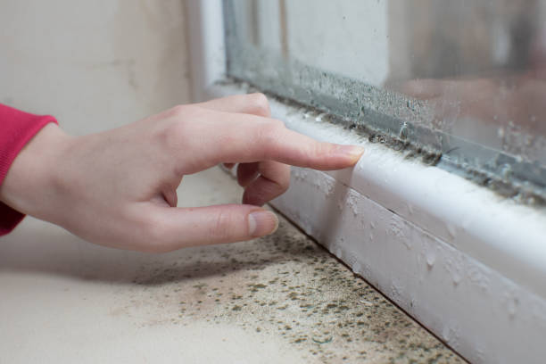 Best Real Estate Mold Inspection  in Roanoke, TX